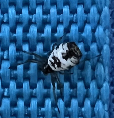 Micrathena mitrata
