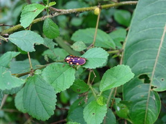 Mahanarva costaricensis