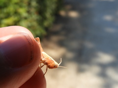 Omocestus