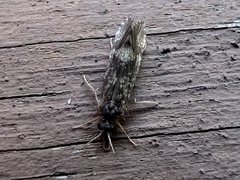 Trichoptera