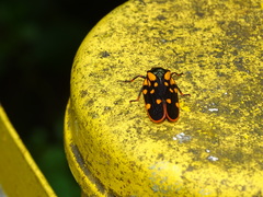 Mahanarva costaricensis