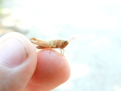 Omocestus