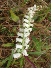 Spiranthes cernua