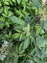 Sambucus javanica