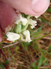 Spiranthes cernua