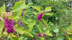 Callicarpa americana