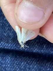 Acentria ephemerella