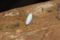 Flatidae