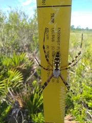 Argiope aurantia