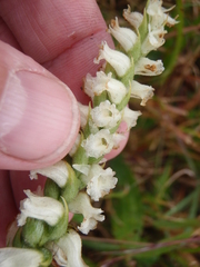 Spiranthes cernua