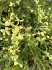 Raphanus raphanistrum