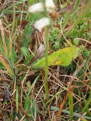 Spiranthes cernua