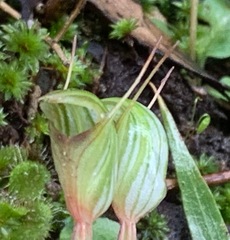 Pterostylis concinna