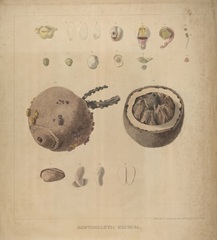 Bertholletia excelsa