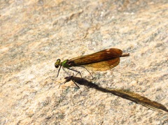 Calopteryx haemorrhoidalis