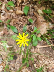Hieracium murorum
