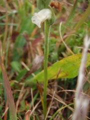 Spiranthes cernua