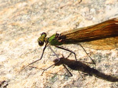Calopteryx haemorrhoidalis