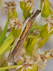Crambus leachellus