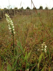 Spiranthes cernua