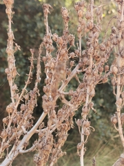 Asphodelus