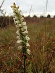 Spiranthes cernua