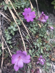 Epilobium obcordatum