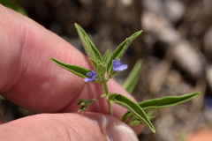 Trichostema brachiatum