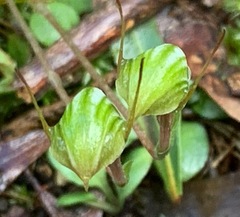 Pterostylis concinna
