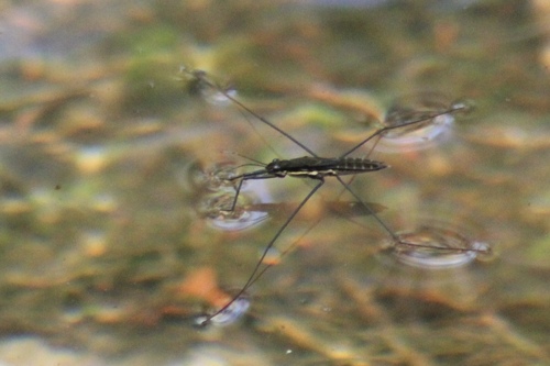 Aquarius nebularis photo 3