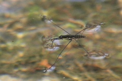 Aquarius nebularis