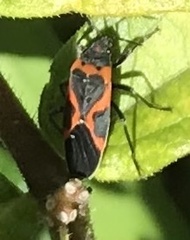 Lygaeus kalmii