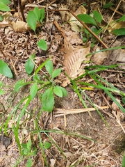 Hieracium murorum