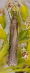 Crambus leachellus