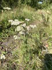 Achillea nobilis