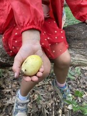 Podophyllum peltatum