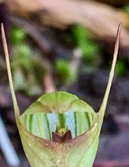 Pterostylis concinna