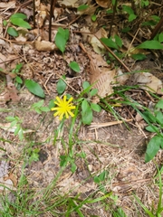Hieracium murorum