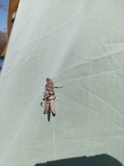 Oedaleus decorus