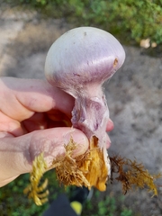 Cortinarius traganus