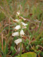 Spiranthes cernua