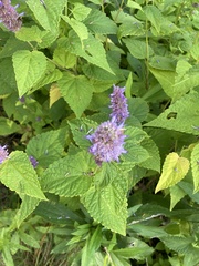 Agastache