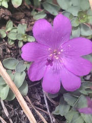 Epilobium obcordatum