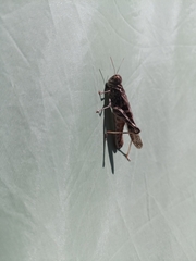 Oedaleus decorus
