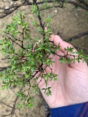 Larrea tridentata