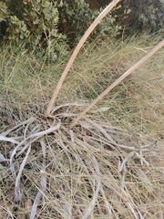 Asphodelus