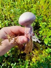 Cortinarius traganus