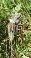 Aporia crataegi