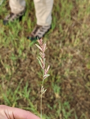 Eragrostis secundiflora
