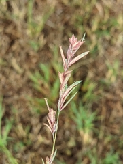 Eragrostis secundiflora